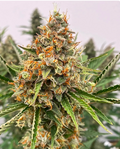 Mendo Butter
