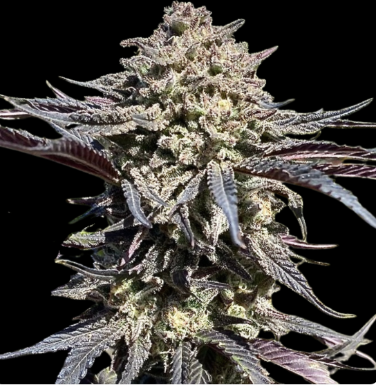 Super Banana Runtz