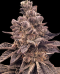 Gorilla Apple Candy