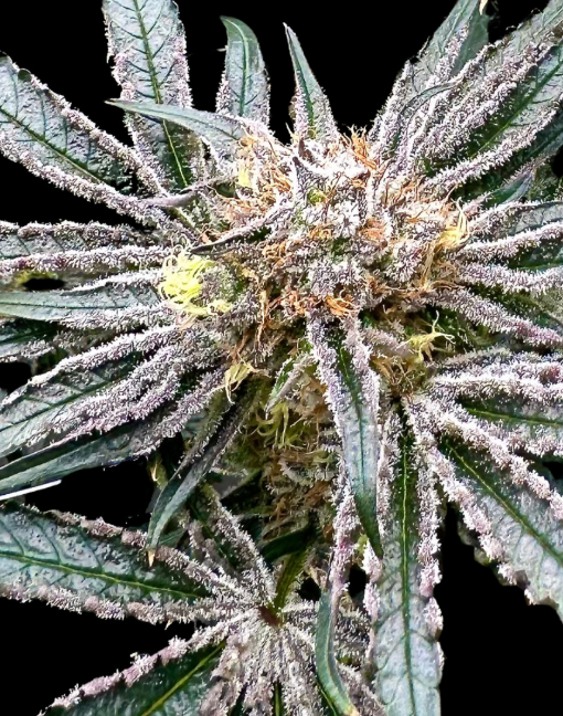 Platinum Zoap