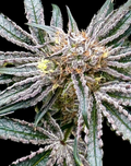 Platinum Zoap