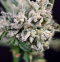 GMO Bomb