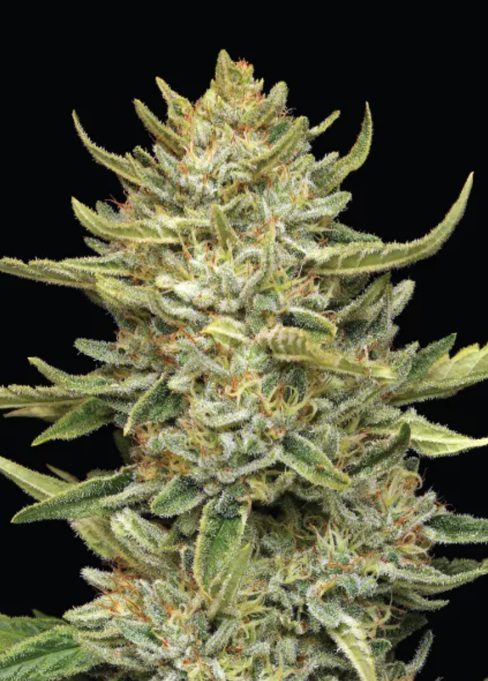 California Sour Diesel Auto