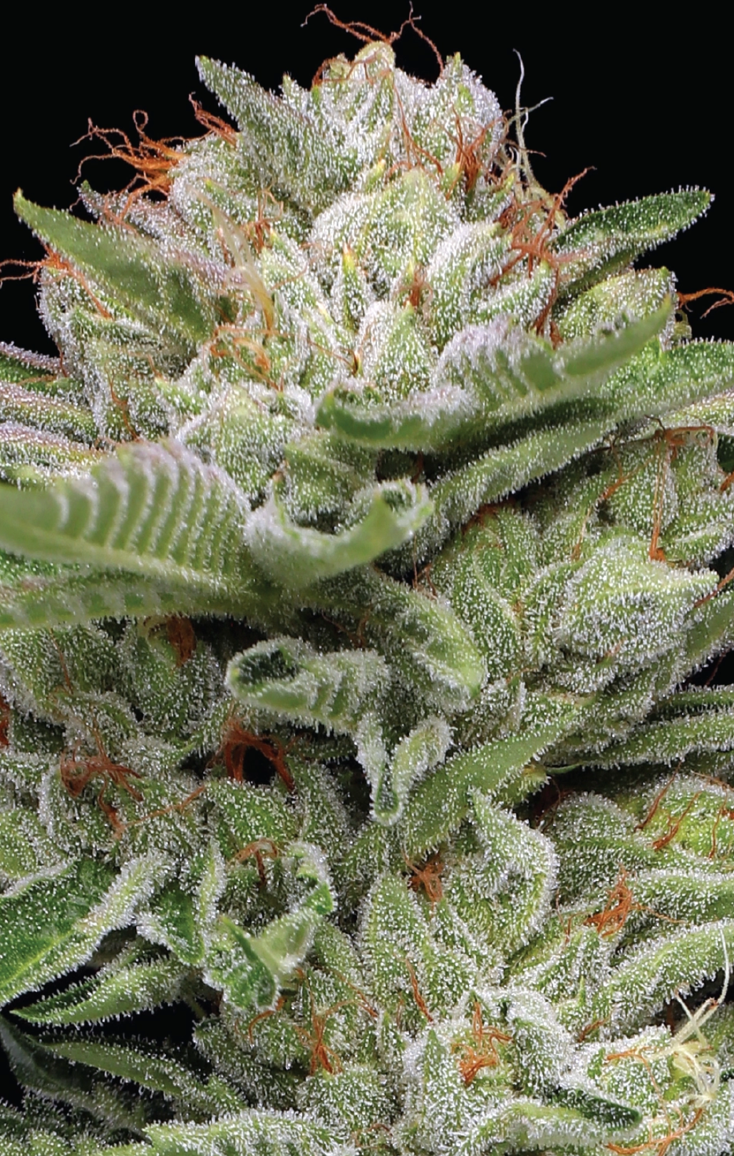 Durban Poison Auto