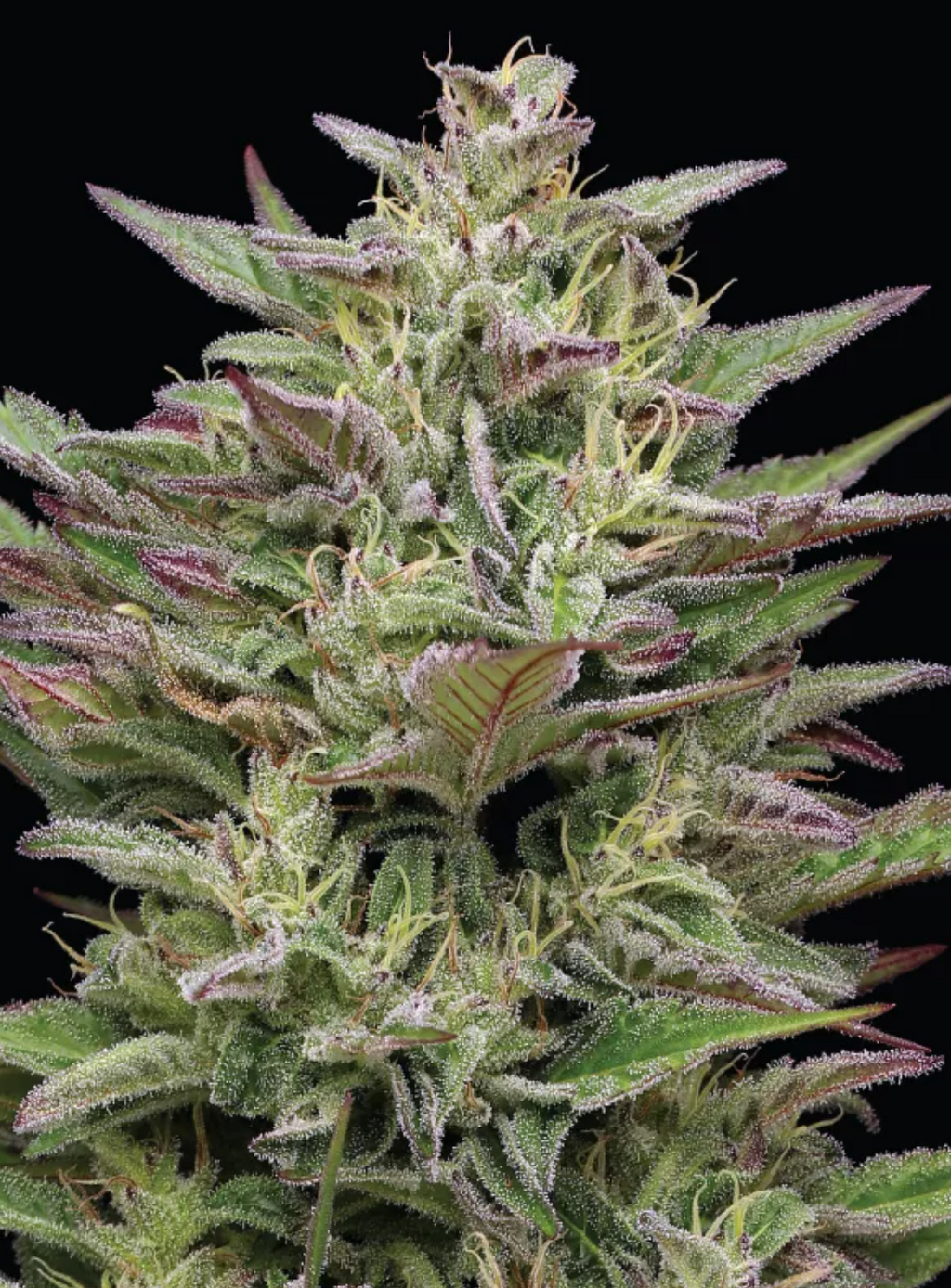 Trainwreck Auto