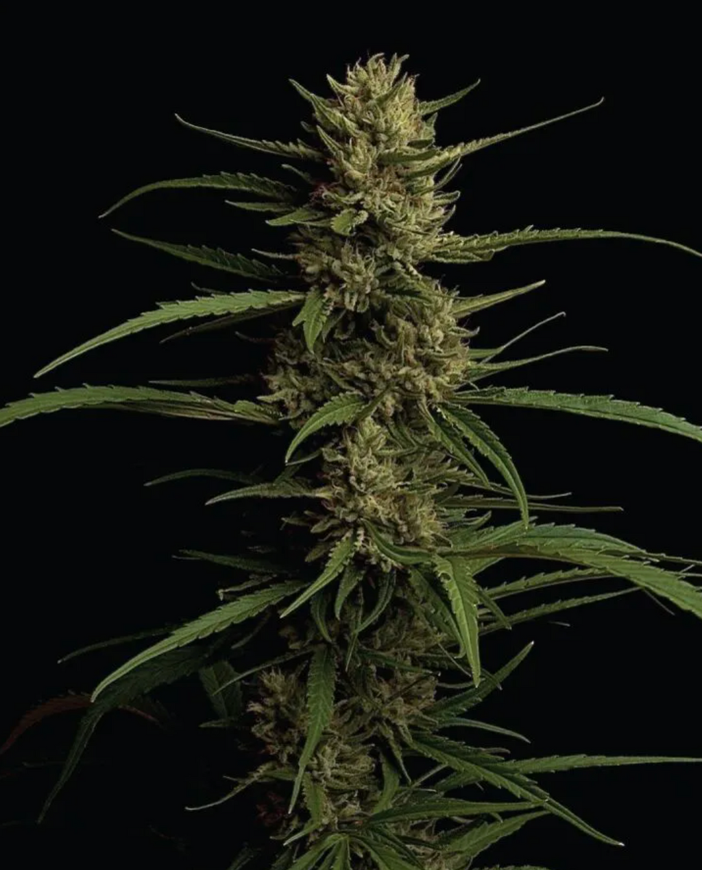 Caribbean Queen "Pure Sativa"