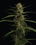 Caribbean Queen "Pure Sativa"