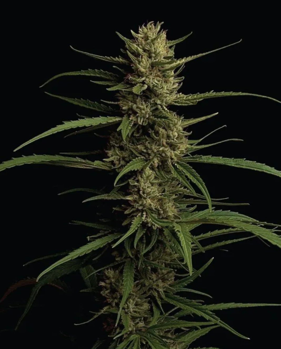 Caribbean Queen "Pure Sativa"