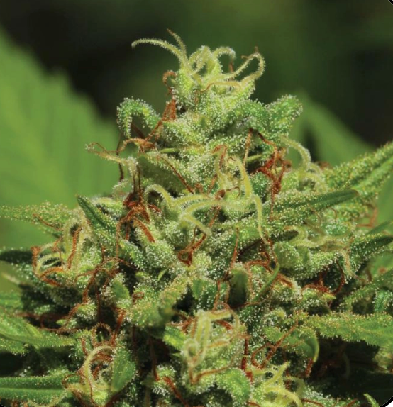 Emerald Fire OG