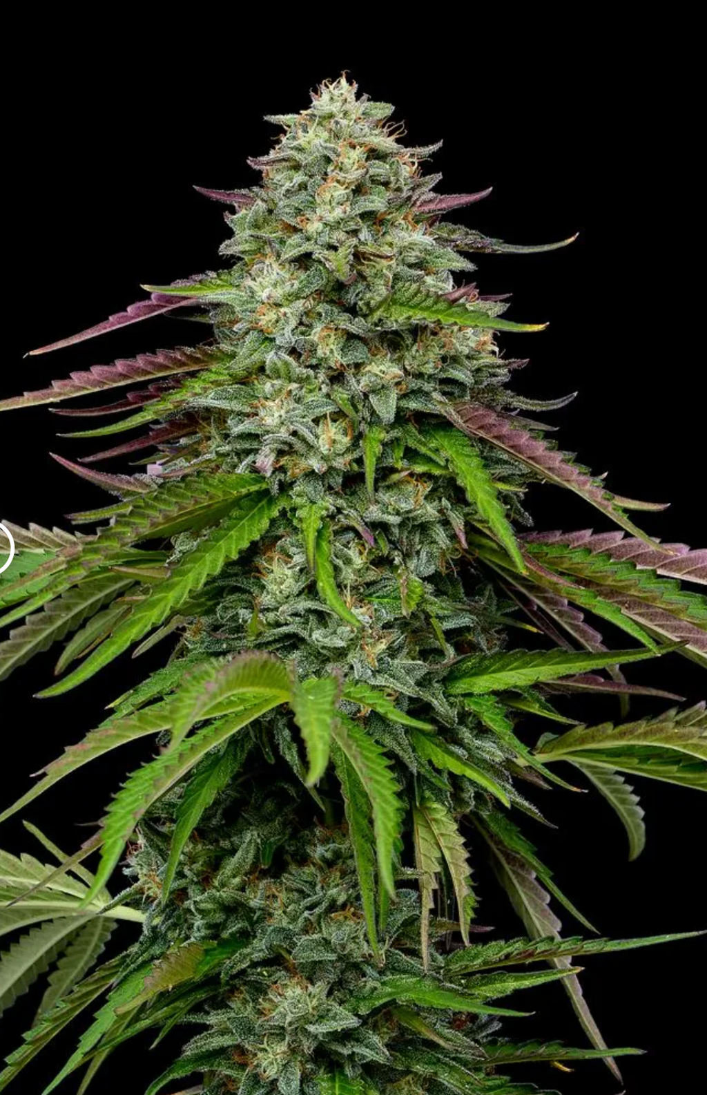 Garlic Budder Auto