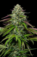 Garlic Budder Auto