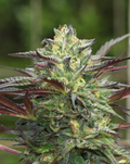 Girl Scout Cookies Auto
