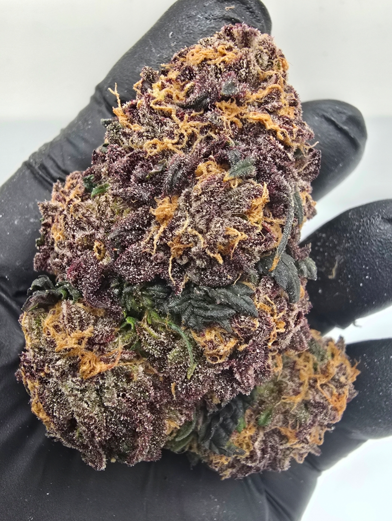 Gruntz Clone (INDICA) TIKI CUTS