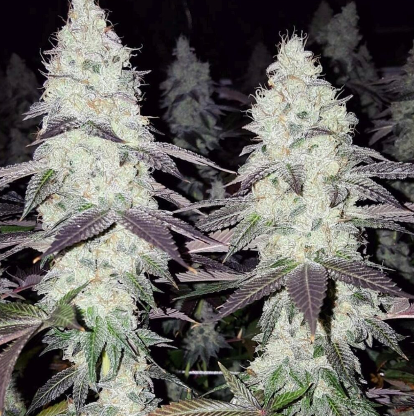 Clones 
Tiki Clones 
Tiki Cuts 
GMO Skunk 
THC
Cannabis Clones 