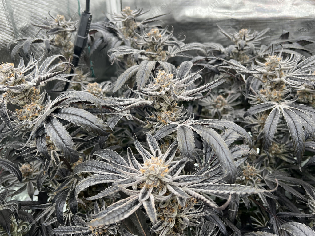 Blockberry AKA "SUPERBOOF (SATIVA) BLOCKHEAD BUDS