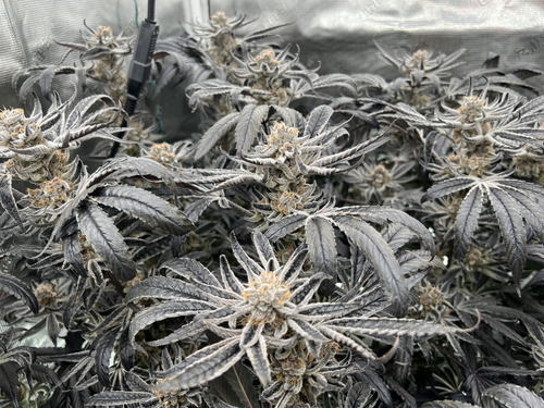 Blockberry AKA "SUPERBOOF Clone (SATIVA) BLOCKHEAD BUDS