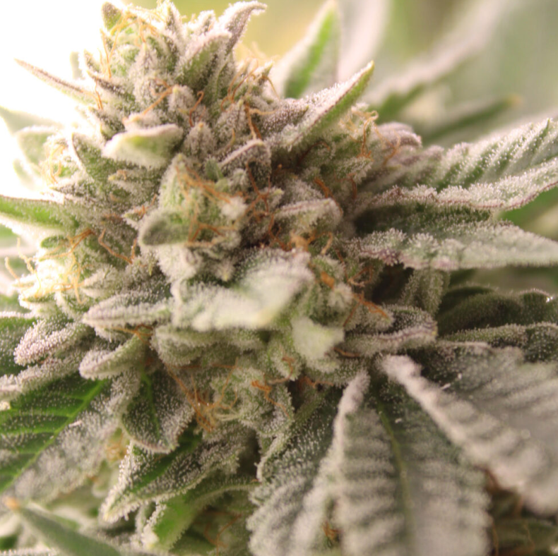 Watermelon Zkittles Clone (INDICA) TIKI CUTS