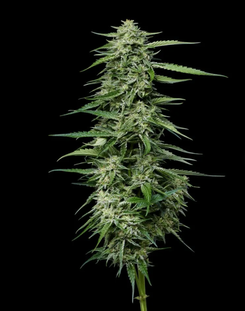 Blueberry Honey by Humboldt Seed Company