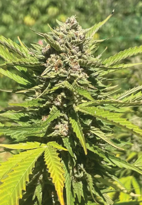 Banana Melt Clone (Sativa dominant)