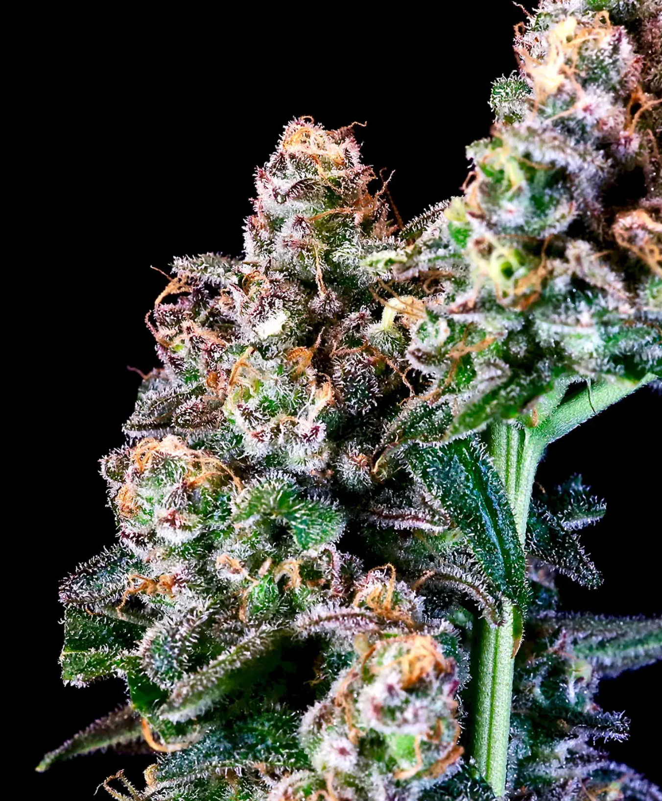 Purple Punch (Indica Dominant)