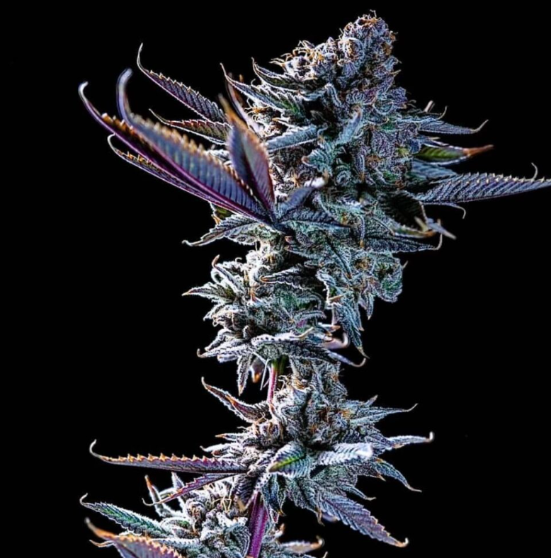 Devil Driver 
Devil Driver Clone 
Cannabis Plants 
THC Plant 
Clone 
THC CLONE 
CLONE PLANTS
Hybrid
Tiki Cuts

