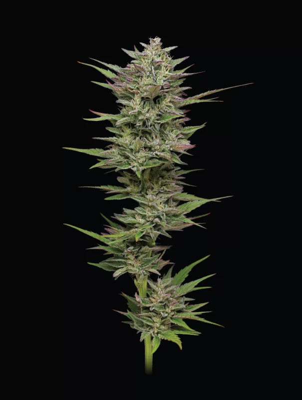 Trainwreck Clone (Sativa Dominant)
