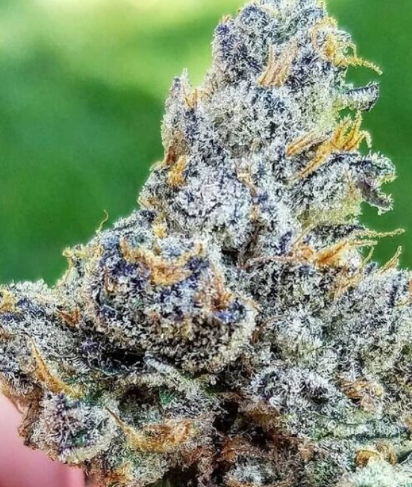 A close-up of a dried cannabis bud covered in white trichome crystals, with orange pistils and a blurred green background.