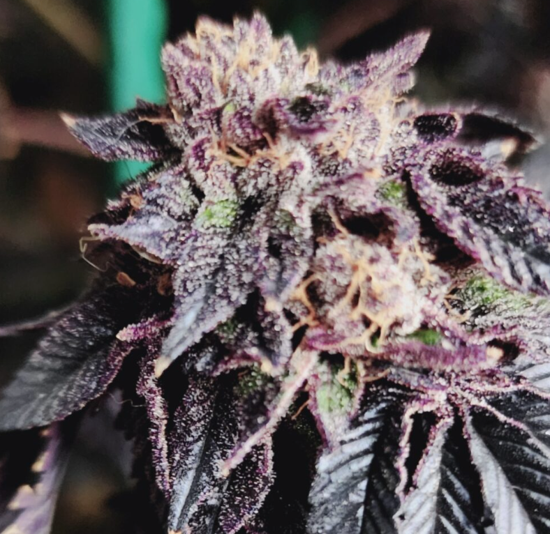 Close-up of a cannabis bud with dark purple leaves heavily covered in white trichome crystals, set against a dark, blurred background.