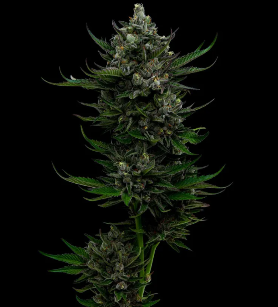 All Gas OG Autoflower
