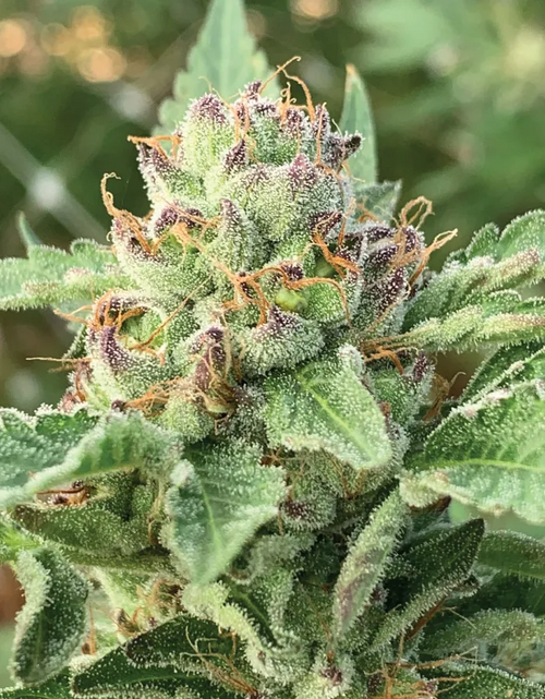 Apple Blossom Autoflower