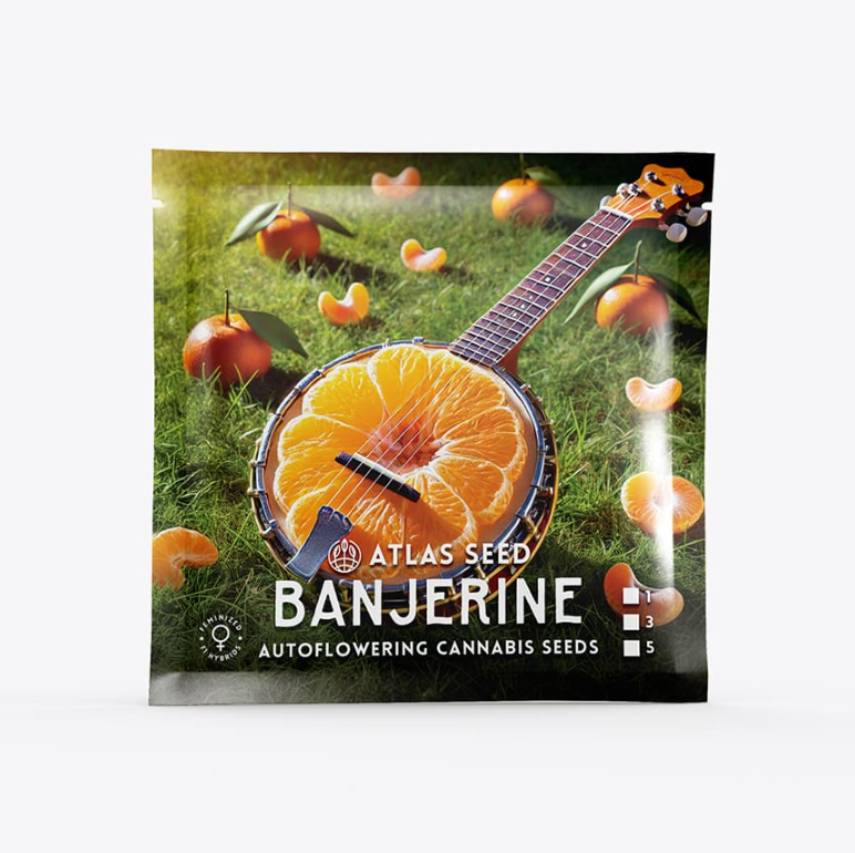 Banjerine Autoflower