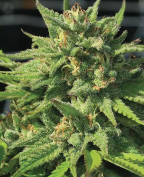 Bigfoot Glue