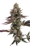 Don Carlos