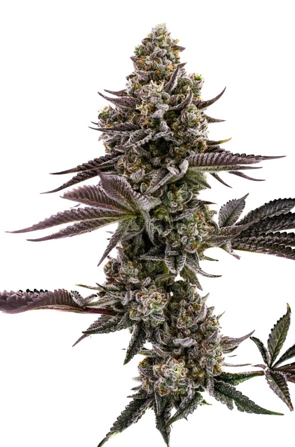 Don Carlos