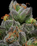 Caramel Cream Autoflower