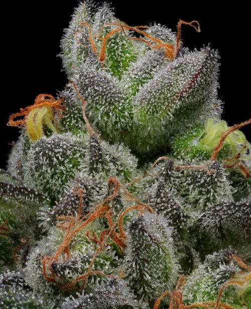 Caramel Cream Autoflower