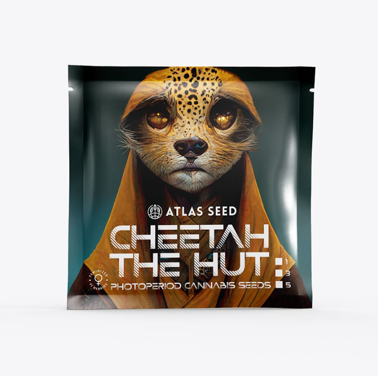 Cheetah The Hut