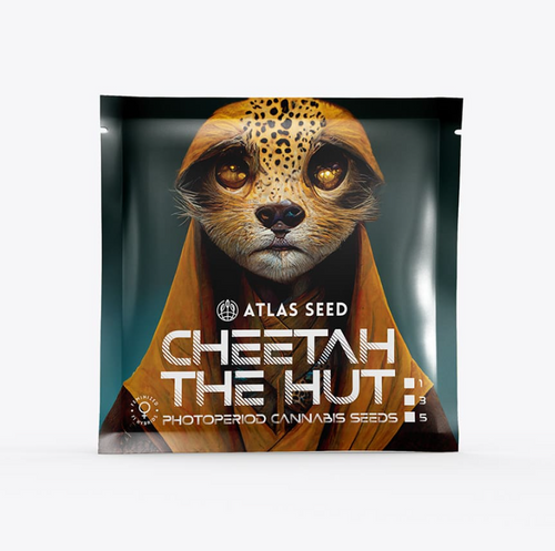 Cheetah The Hut