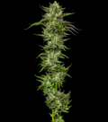 Collie Man Kush - Slightly Stoopid