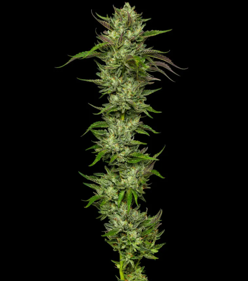 Collie Man Kush - Slightly Stoopid