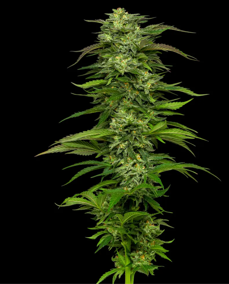 Squirt Autoflower