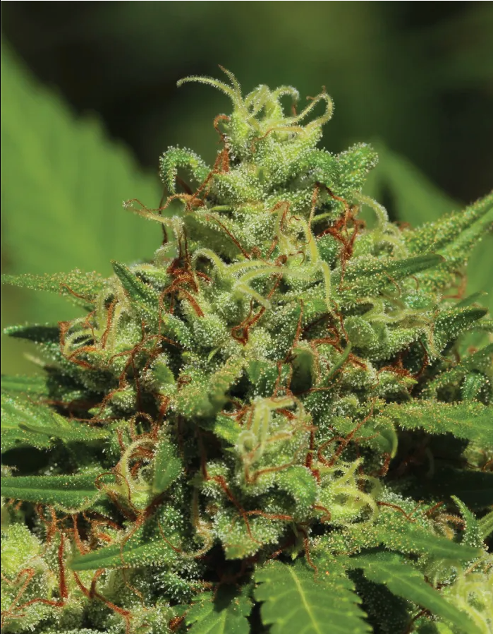 Emerald Fire OG Autoflower