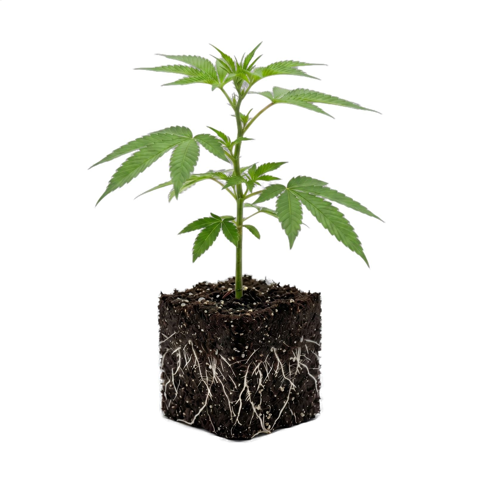 Sex on the Beach Clone (indica Dominant)