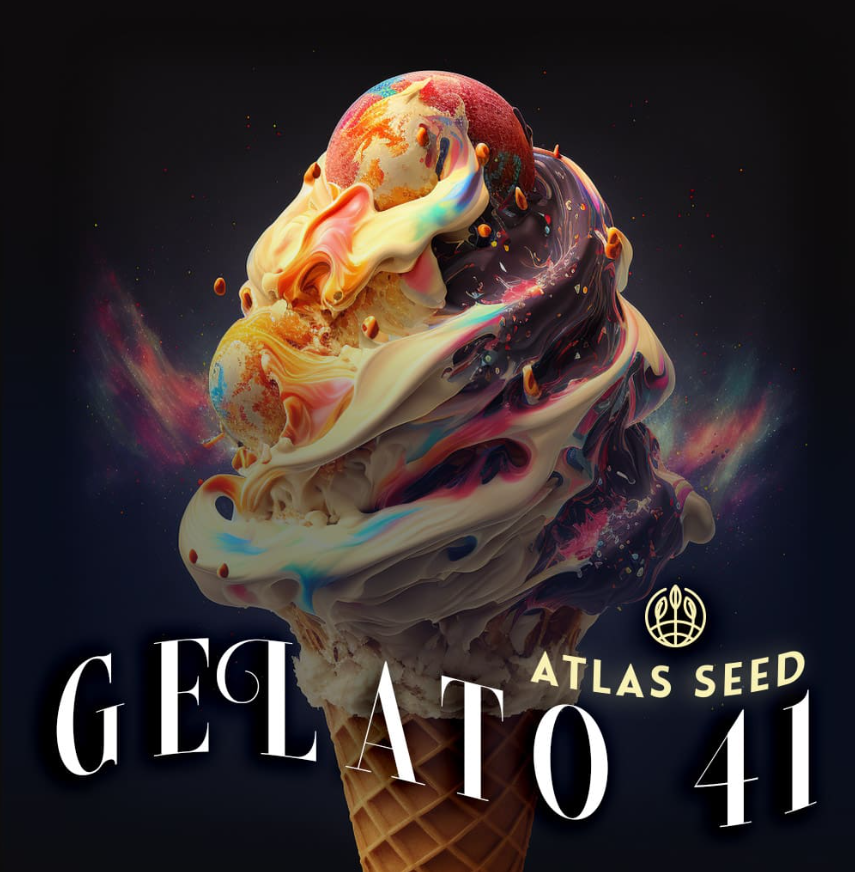 Gelato 41