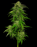Dream Queen Autoflower