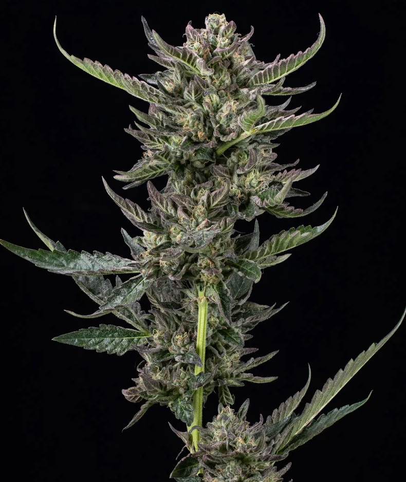Notorious THC