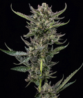 Notorious THC