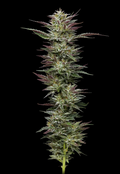 Trainwreck