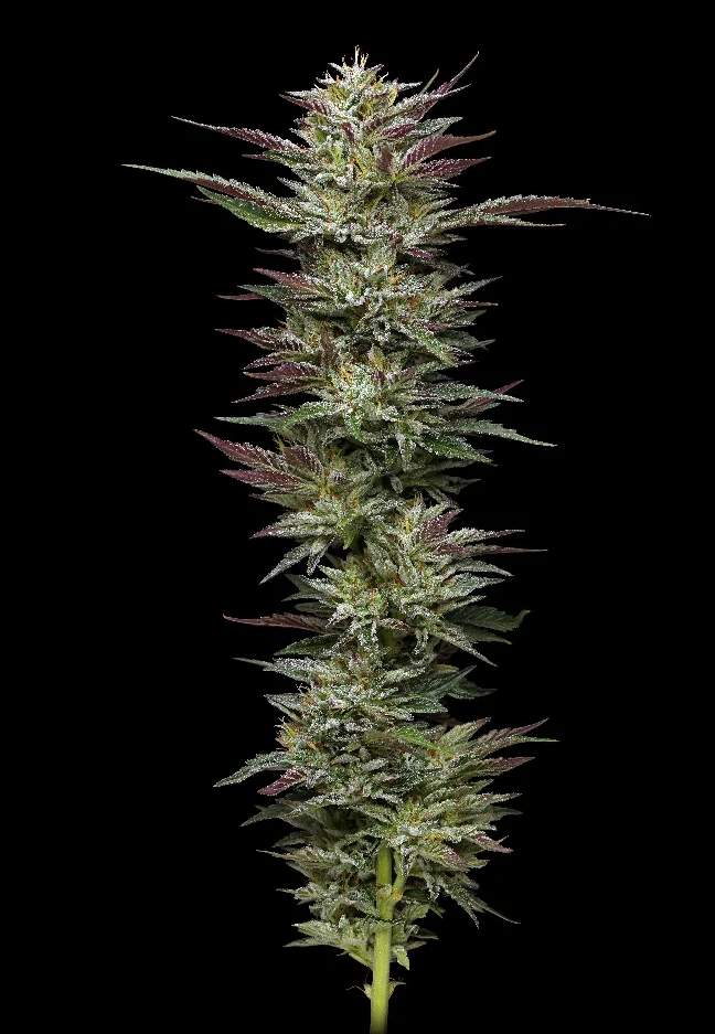 Trainwreck