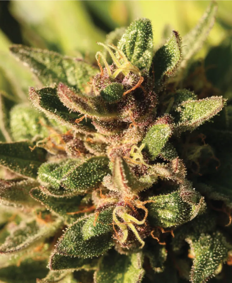 Pineapple Muffin Autoflower